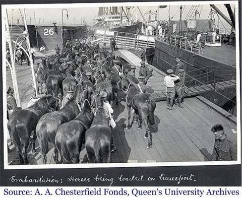 Horses being loaded onto a transport ship to be sent overseas to join the war effort